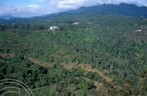 17024. Tea plantations. Ella. Sri Lanka. 02.01.04