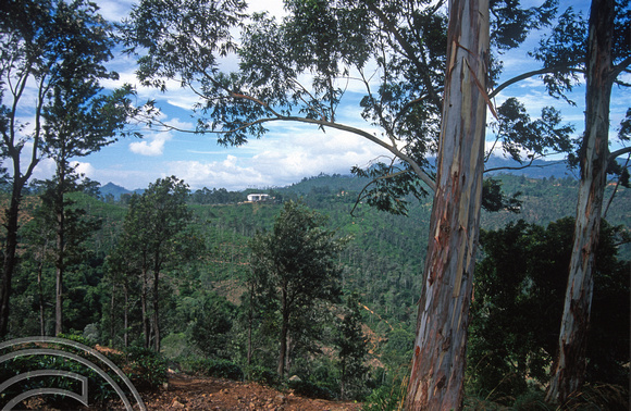 17030. Tea factory and Eucalyptus trees. Ella. Sri Lanka. 02.01.04