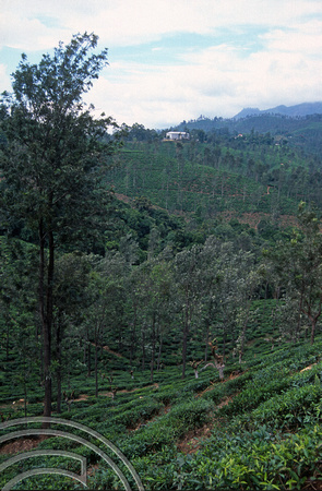 17031. Tea plantations around Ella. Sri Lanka. 02.01.04