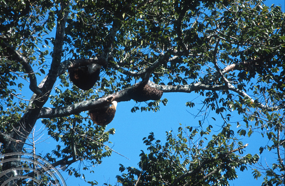 17047. Wild bee beehives in trees. Ella. Sri Lanka. 02.01.04