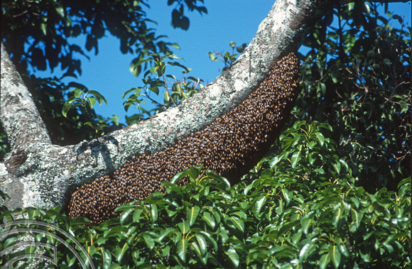 17048. Swarm of bees. Ella. Sri Lanka. 02.01.04