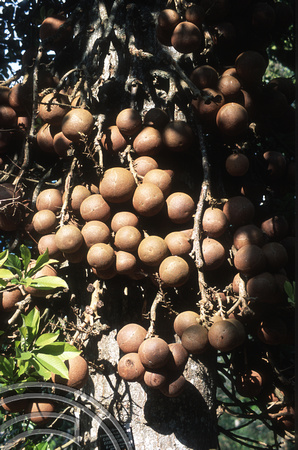 17151. Couroupita guianensis (Cannonball Tree). Botanical Gardens. Kandy. Sri Lanka. 07.01.04