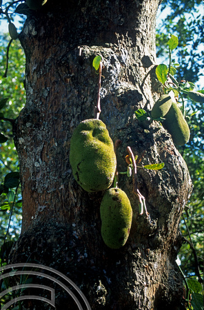 17150. Jackfruit. Botanical Gardens. Kandy. Sri Lanka. 07.01.04