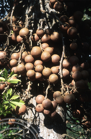 17152. Couroupita guianensis (Cannonball Tree). Botanical Gardens. Kandy. Sri Lanka. 07.01.04
