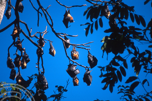 17153. Fruit bats. Botanical Gardens. Kandy. Sri Lanka. 07.01.04