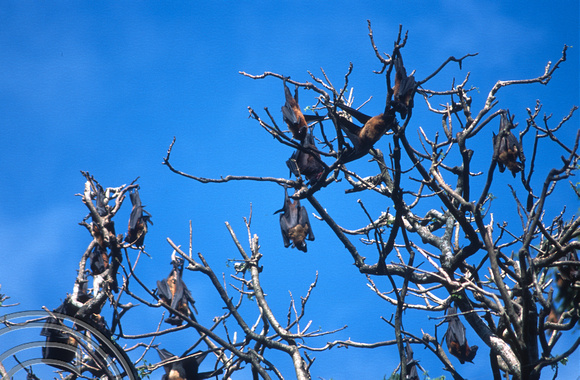 17154. Fruit bats. Botanical Gardens. Kandy. Sri Lanka. 07.01.04