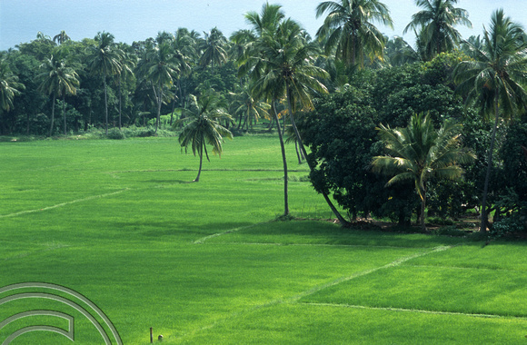 17173. Rice paddies near the town. Polonnaruwa. Sri Lanka. 09.01.04