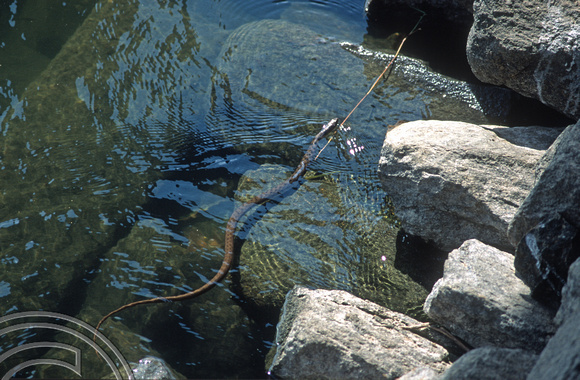 17182. Snake in a lake. Polonnaruwa. Sri Lanka. 09.01.04