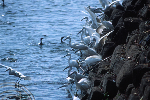 17192. Birds fishing. Bendiwewa. Polonnaruwa. Sri Lanka. 09.01.04