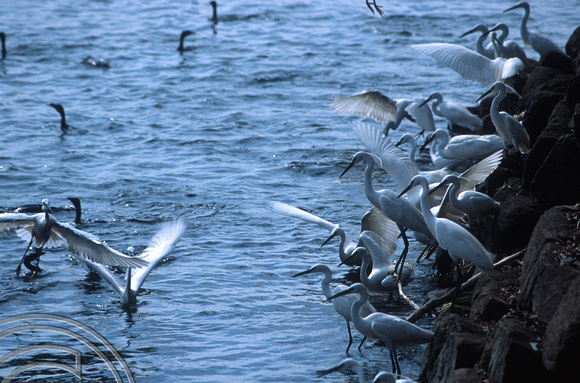 17191. Birds fishing. Bendiwewa. Polonnaruwa. Sri Lanka. 09.01.04