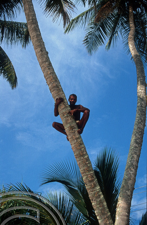 17214. Climbing a coconut palm. Tangalle. Sri Lanka. 30.12.03