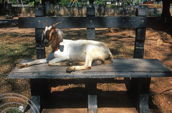 17213. Resting goat. Tangalle. Sri Lanka. 30.12.03