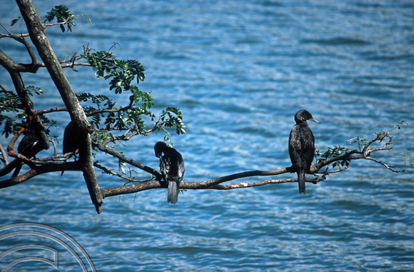 17208. Cormorants. Polonnaruwa. Sri Lanka. 09.01.04