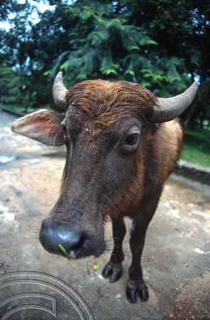 17205. Curious cow. Polonnaruwa. Sri Lanka. 09.01.04