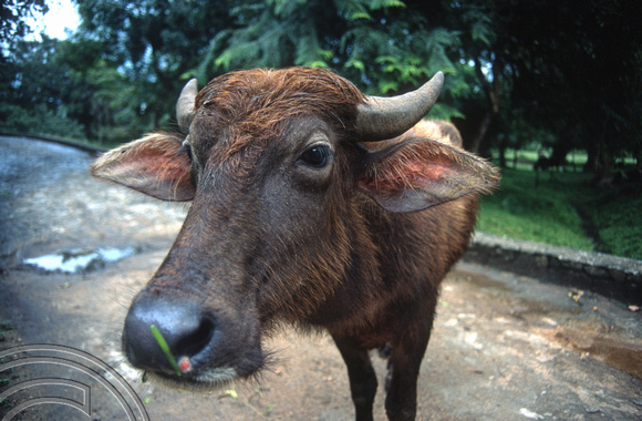 17206. Curious cow. Polonnaruwa. Sri Lanka. 09.01.04