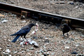 DG401342. Crows finding a meal. Sheffield. 24.8.2023.