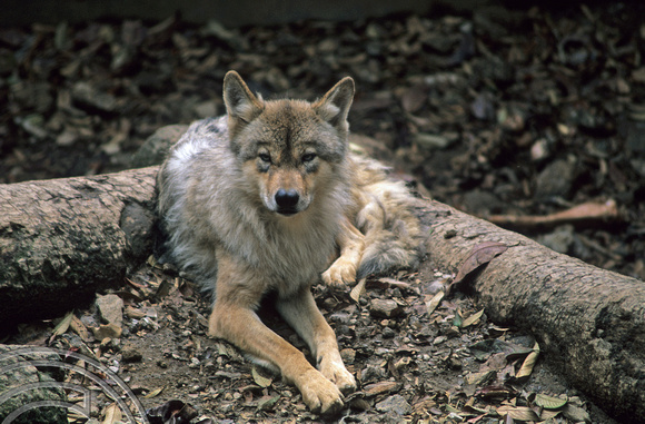 T6918. Himalayan Wolf. Darjeeling. W Bengal. India. 1998.
