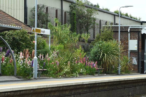 DG350966. Station garden. Attleborough. 11.6.2021.