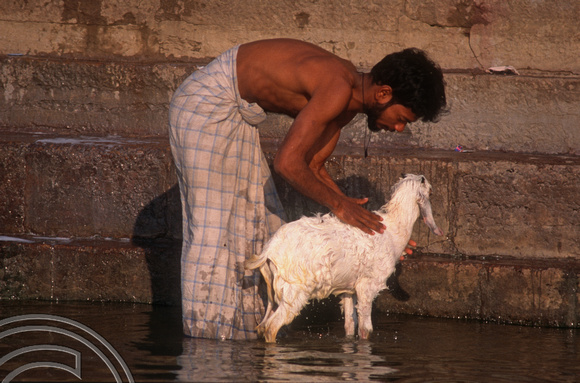 T6817. Man washing a goat in the Ganges. Varanasi. Uttar Pradesh. India. Frebruary 1998