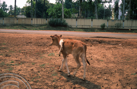 T6704. Calf with 6 legs. Puri. Orissa. India. February 1998