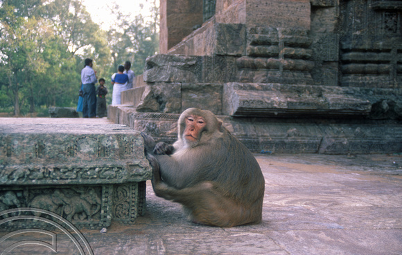 T6743. Monkey at the Sun temple. Konarak. Orissa. India. February 1998