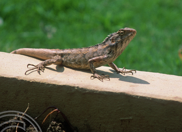 T6689. Lizard. Orissa. India. February 1998