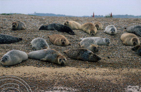 T5987. Seal watching. Blakeney. Norfolk. England. 24th August 1997