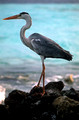17264. Heron. Eriyadoo Island. Maldives. 16.1