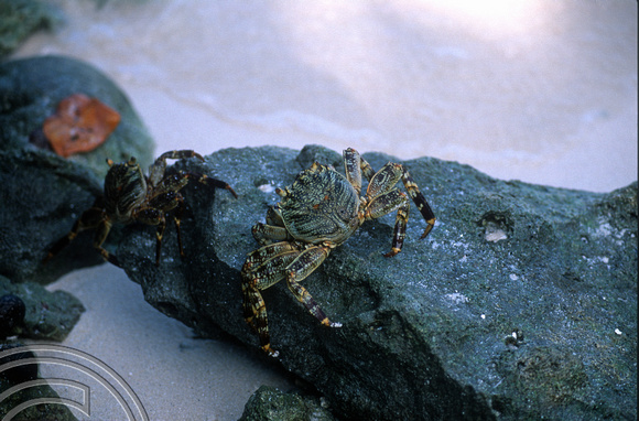 17270. Crabs on the beach. Eriyadoo Island. Maldives. 16.1