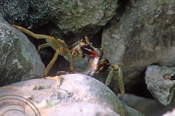 17274. Crabs on the beach. Eriyadoo Island. Maldives. 16.1