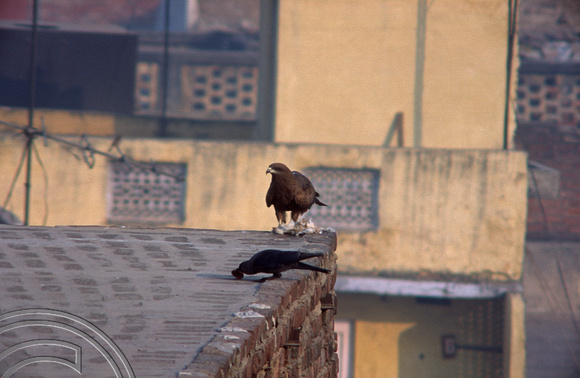 T4205. Eagle on a rooftop. Old Delhi. India. December 1993