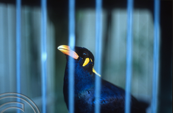 T015872. Caged Mynah bird. Sagitarious Inn. Ubud. Bali. Indonesia. 19th September 2003
