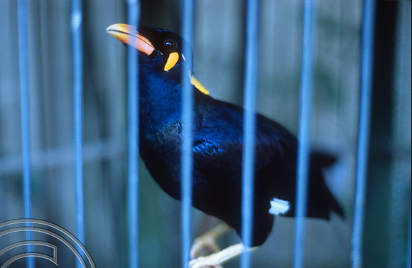 T015873. Caged Mynah bird. Sagitarious Inn. Ubud. Bali. Indonesia. 19th September 2003