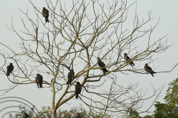 DG291015. Black Kites. Humayun's Tomb. Delhi. India. 3.3.18