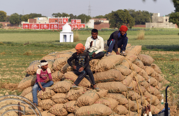 DG291372. Potato picking. Rajasthan. India. 4.3.18