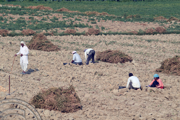 DG291363. Potato picking. Rajasthan. India. 4.3.18