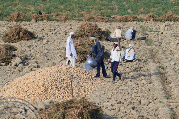 DG291368. Potato picking. Rajasthan. India. 4.3.18