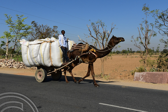 DG291984. Camel cart. Rajasthan. India. 7.3.18