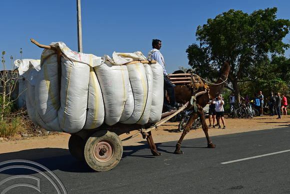 DG291985. Camel cart. Rajasthan. India. 7.3.18