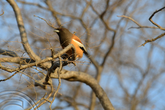 DG292126. Rufous Treepie (Dendrocitta vagabunda). Ranthambore National Park. Rajasthan. India. 8.3.18