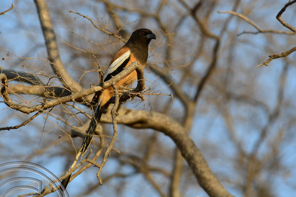 DG292125. Rufous Treepie (Dendrocitta vagabunda). Ranthambore National Park. Rajasthan. India. 8.3.18