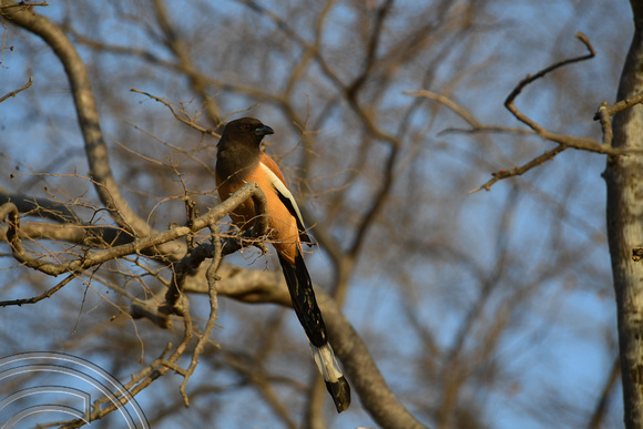 DG292130. Rufous Treepie (Dendrocitta vagabunda). Ranthambore National Park. Rajasthan. India. 8.3.18