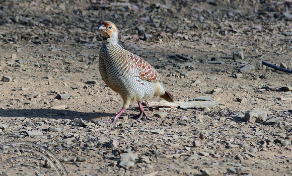 DG292255. Grey Partridge. Ranthambore National Park. Rajasthan. India. 8.3.18