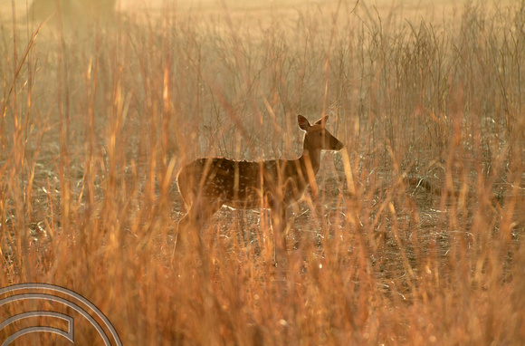 DG292185. Spotted deer at sunrise. Ranthambore National Park. Rajasthan. India. 8.3.18