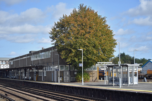 DG403785. Mature tree on the platform. Eastleigh. 29.9.2023.
