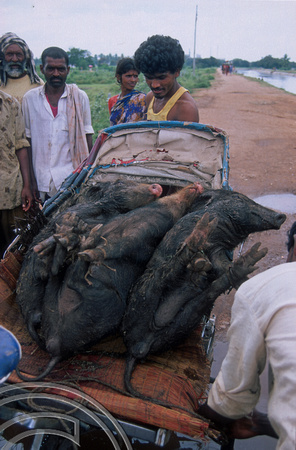 T6115. 3 trussed pigs in a rickshaw. Hospet. Karnataka. India. December 1997. jpg