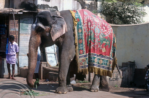 T6453. Temple elephant. Shree Meenakshi Temple. Madurai. Tamil Nadu. India. January 1998