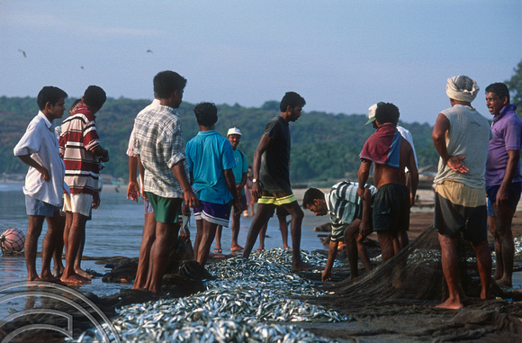 T12920. Gathering the catch. Arambol. Goa. India. 2nd February 2002