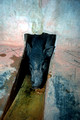 T9367. Pig at a pig toilet. Arambol. Goa. India. 31st January 2000
