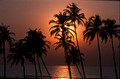 T12814. Sunset at the beach. Mandrem. Goa. India. 31st January 2002
